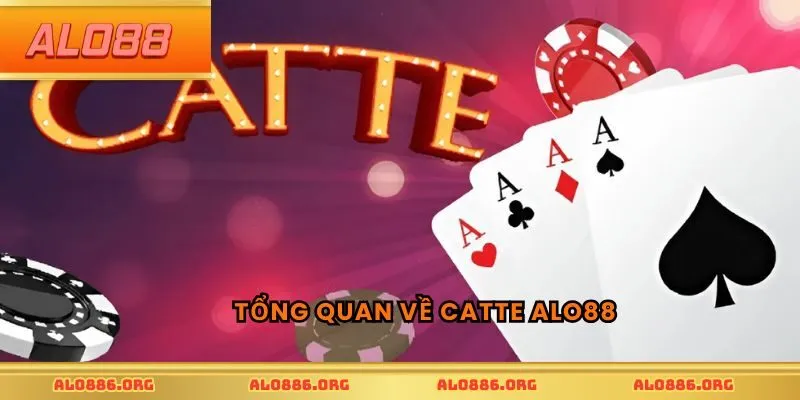Tổng quan về Catte ALO88